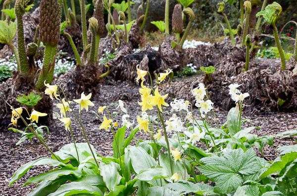 Small flowers