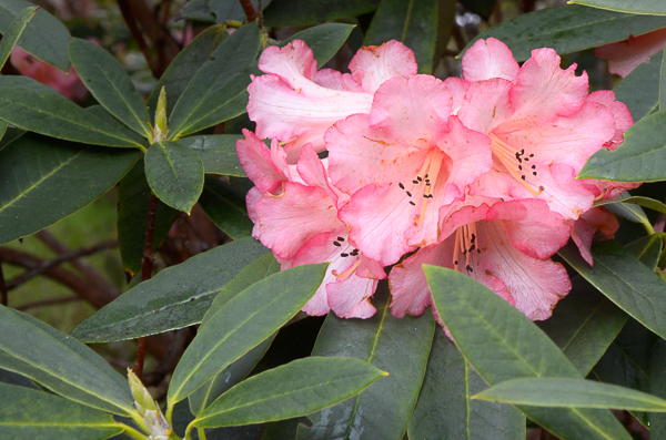 Rhododendron