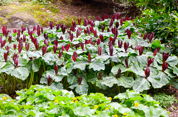 Trilliums