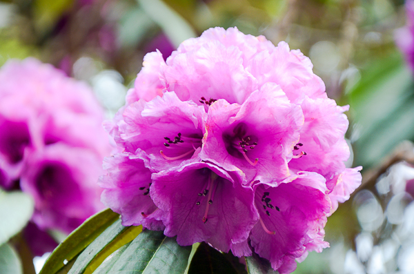 Rhododendron