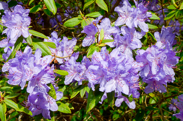 Azalea