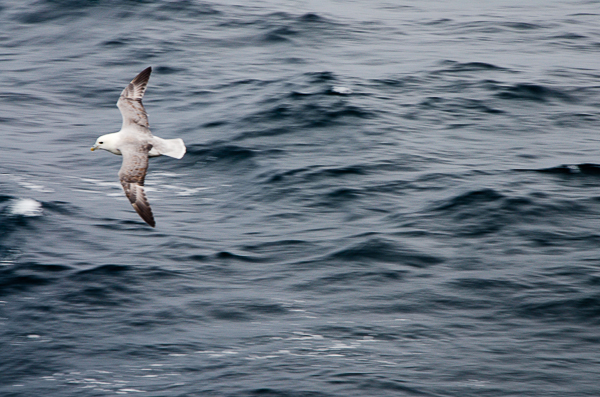 Fulmar Petral