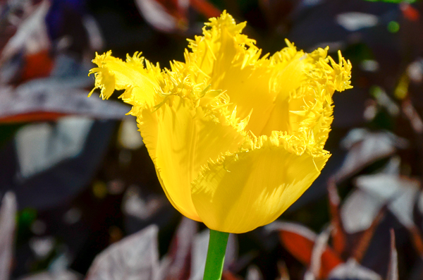 Fringed Tulip