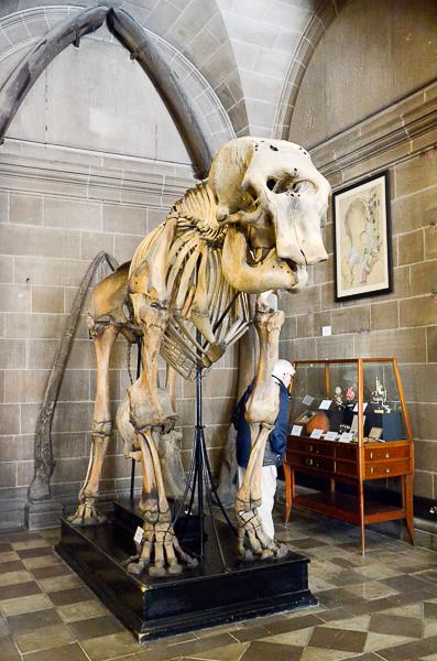 Elephant Skeleton