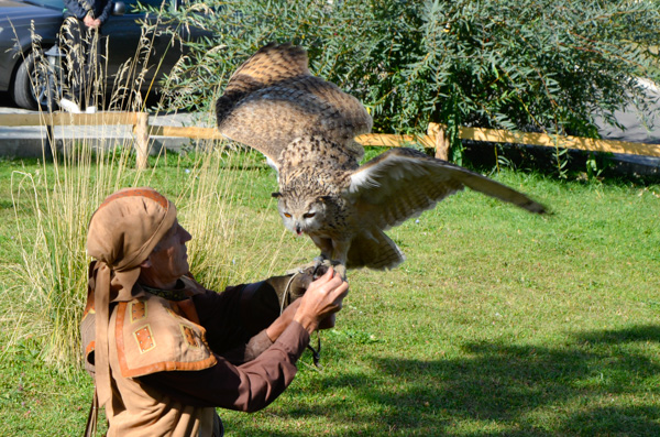 Falconry