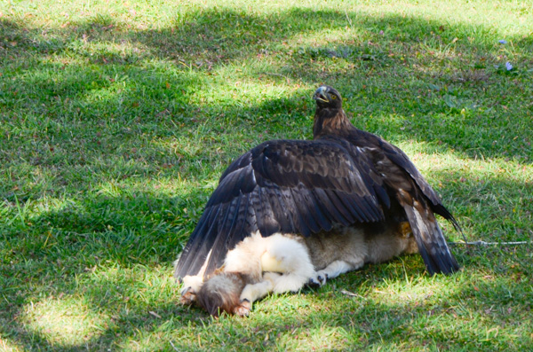 Golden eagle