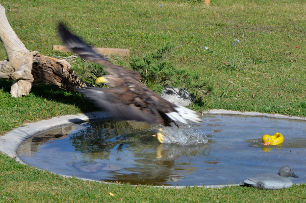 Fish eagle