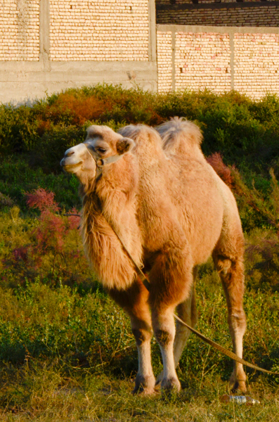 Bactrian Camel