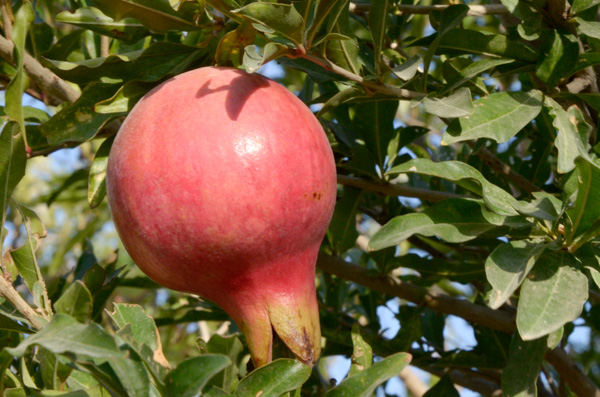 Pomegranate