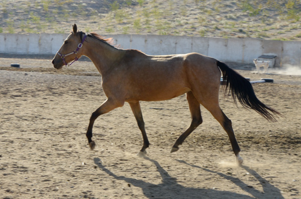 Buckskin Akhal-Teke