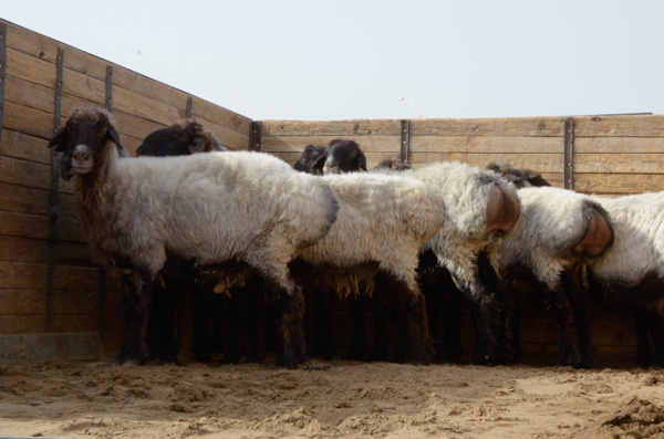 Sheep