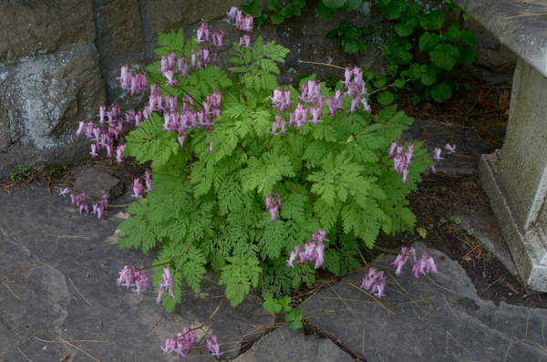 Mystery plant 1