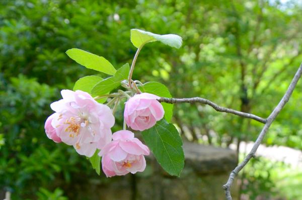 Malus ioensis 'plena' crabapple