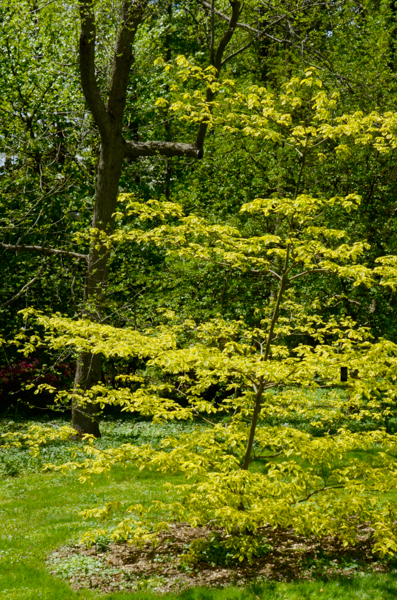 Cornus alternifolia 'Golden Shadows'