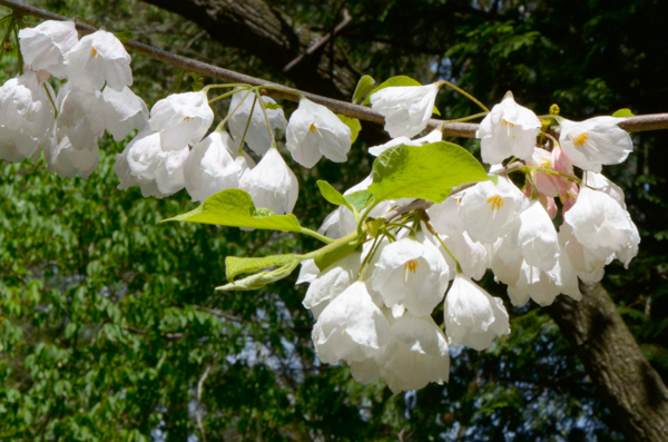 Halesia carolina - Carolina silverbell