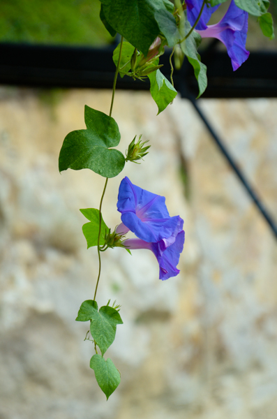 Morning Glories