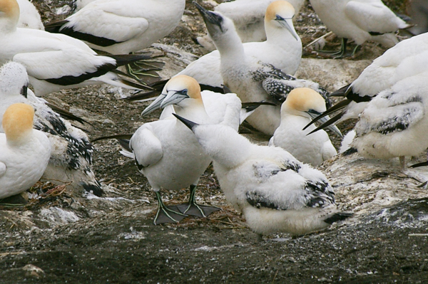 Returning Gannet