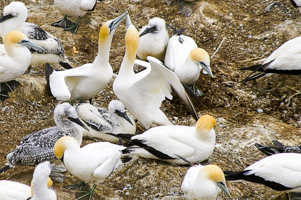 Gannet greeting