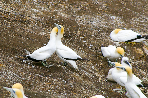 Gannet lovers