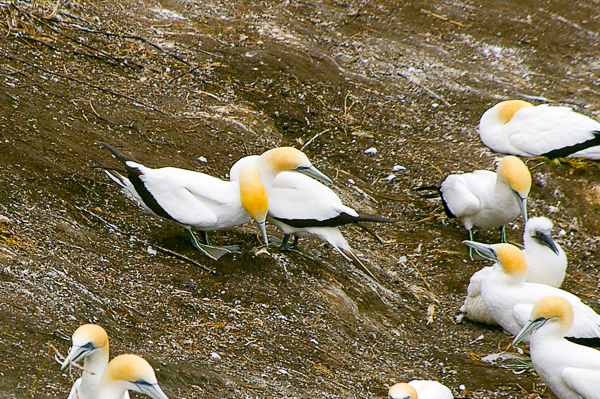 Courting gannets