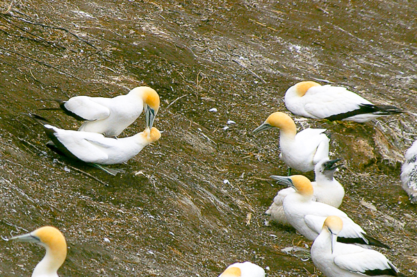 Gannets in love