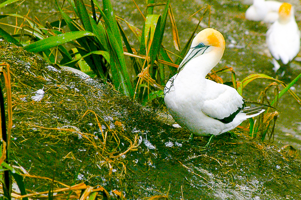 Nest building