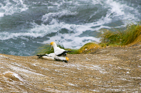 Gannet tragedy