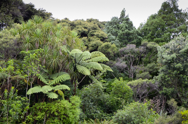 New Zealand Bush