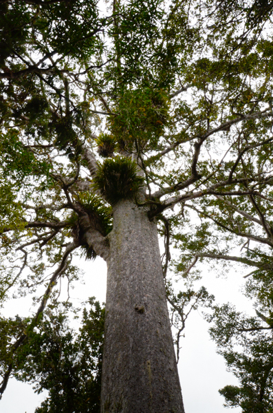 Kauri canopy