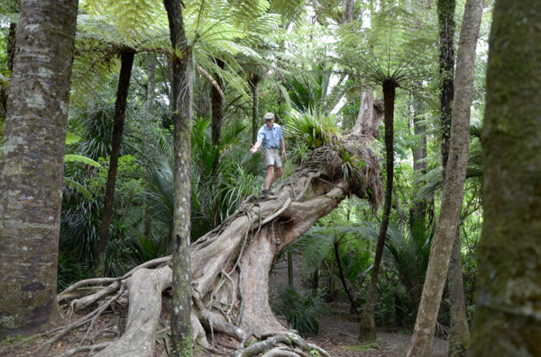 North Island Rata