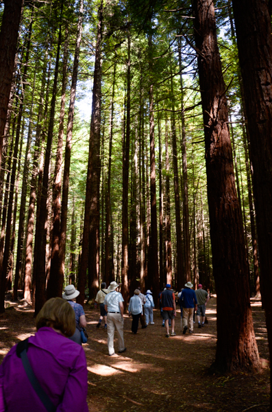 Coast redwood