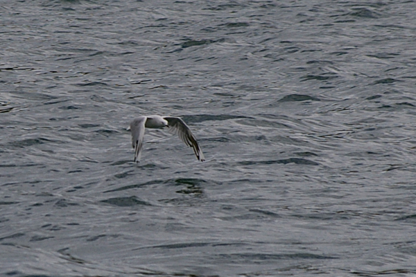 Red-billed gull