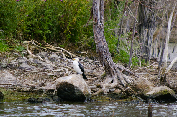 Little Shag