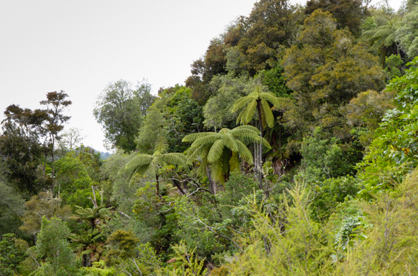 Native bush