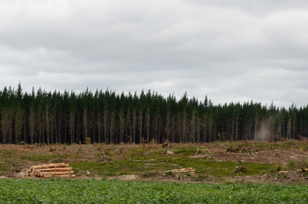 Tree harvest