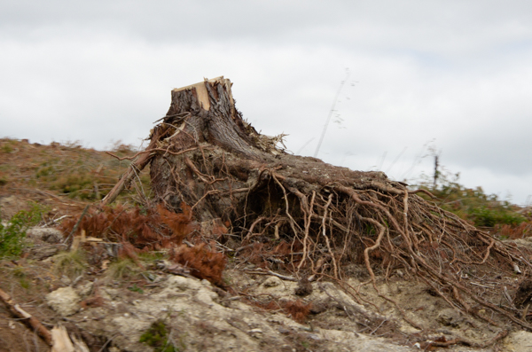 Tree stump