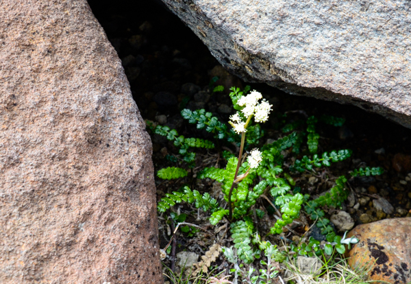 White flower