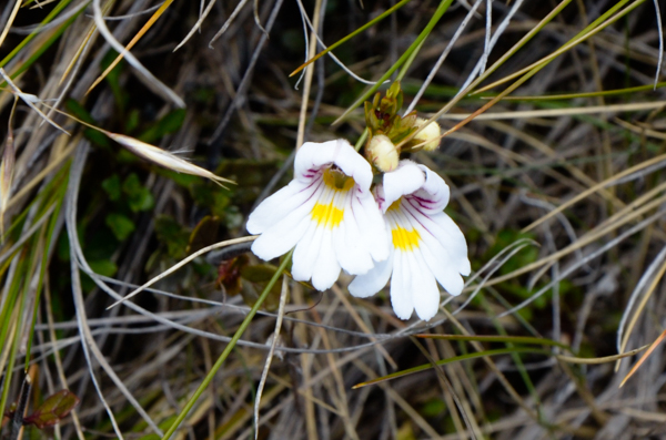 Eyebright