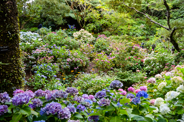 Hydrangeas