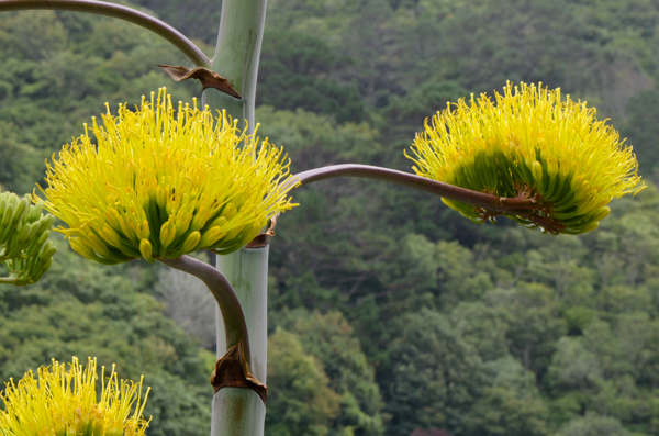 Agave