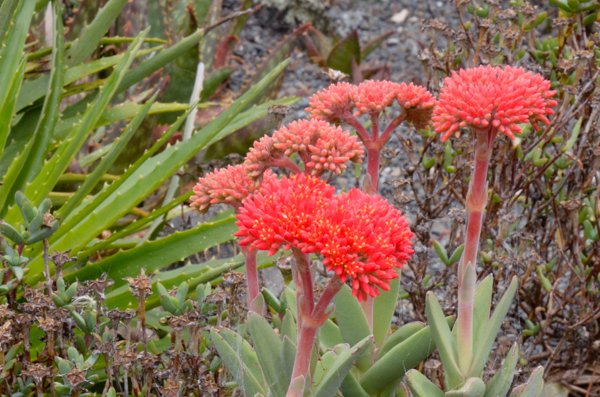 Red flowers