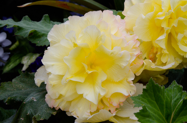 Begonia