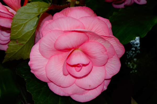 Begonia