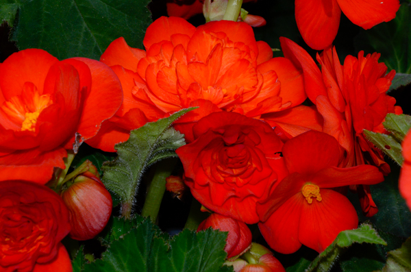 Begonia