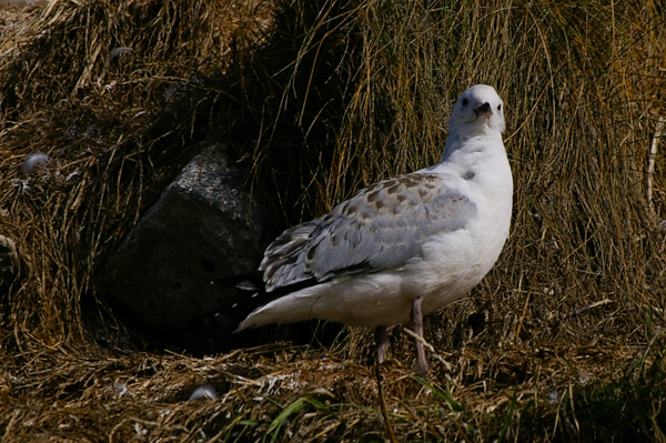 Immature red-billed gull