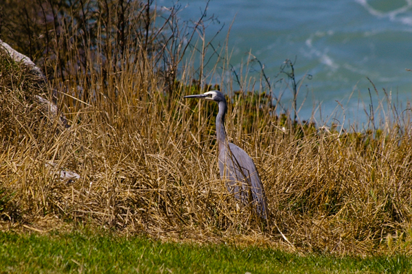 Heron