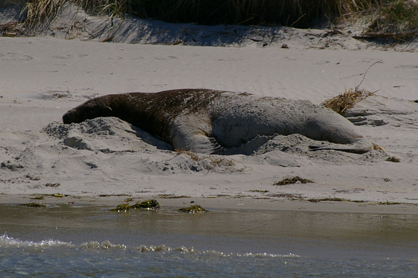 New Zealand Sea Lion