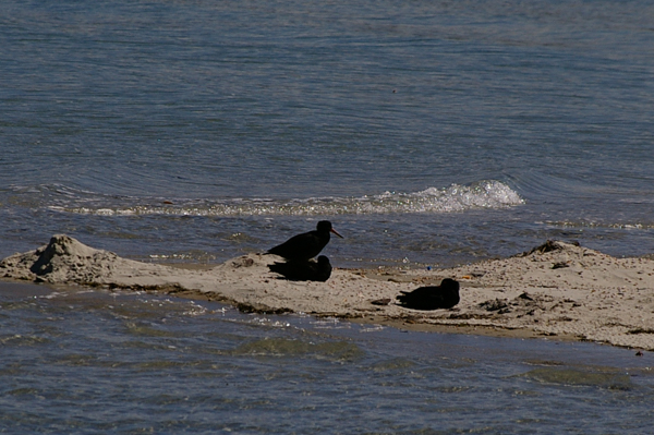 Variable Oyster Catcher