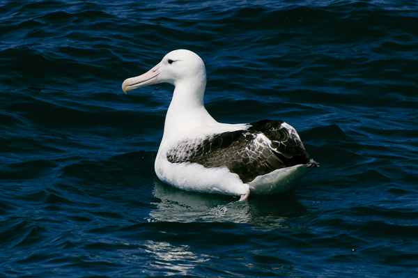 Southern Royal Albatross