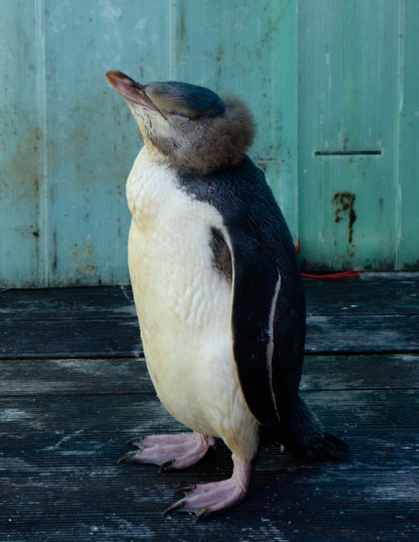 Juvenile Yellow-eyed Penguin